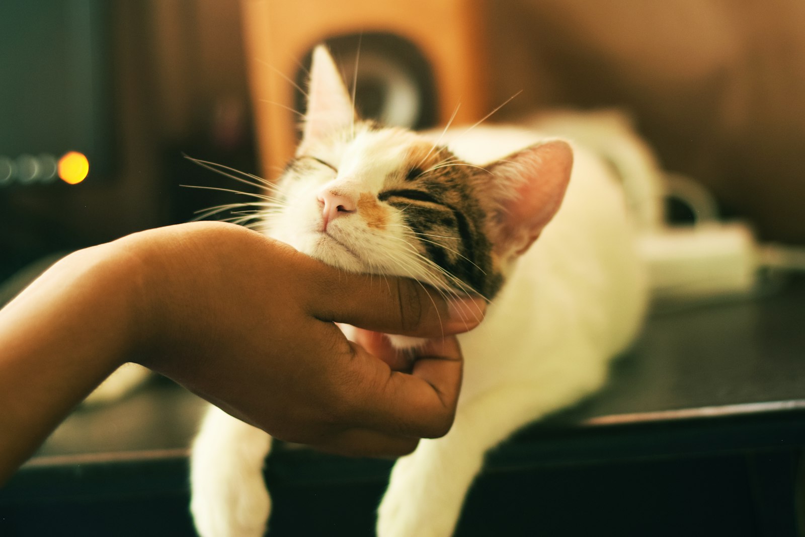 Slimme kattenbak — zelfreinigende kattenbak gids