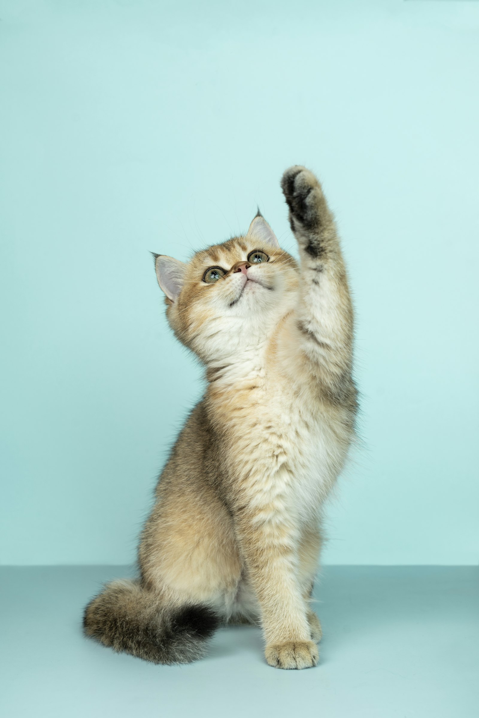 Kattenbak verschonen — zelfreinigende kattenbak