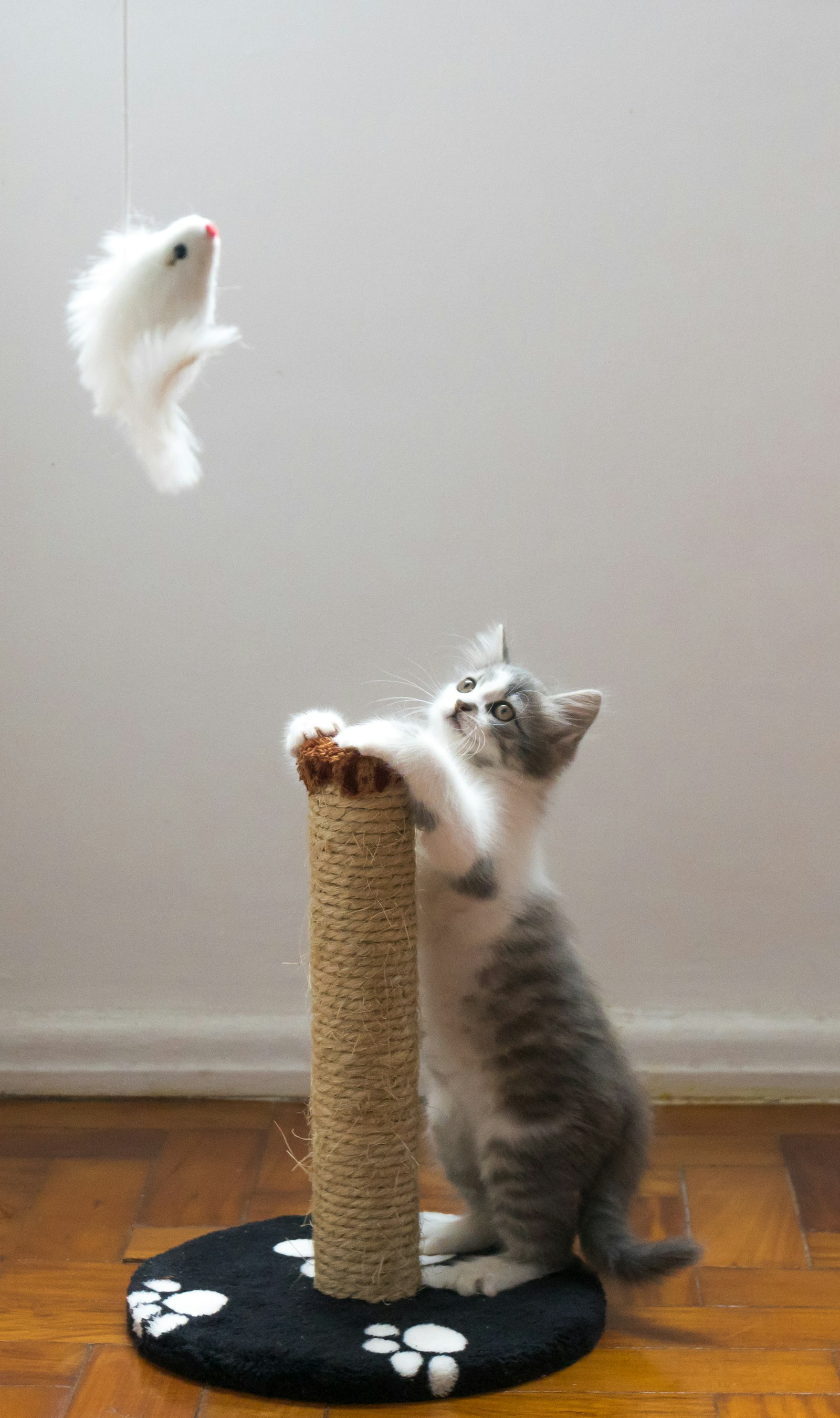 Slimme kattenbak — kosten en waarde